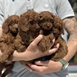 Petmode Köpek Çiftliğinde Ziyarete Açık Kore Toy Poodle