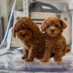 % 100 Orjinal Toy Poodle Yavrulari