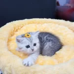 Safkan Dik Ve Düşük Kulak Yavru Kediler Catteryden
