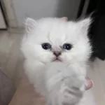 British Longhair Erkek (açıklamayı Okuyunuz)