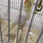 Konuşan Lutino Sultan Papağanı