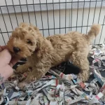 F1 Maltipoo Poodle Kalitesinde