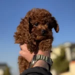 Petmode Köpek Çiftliğinden Toy Pooode
