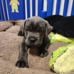 %100 Orjinal Cane Corso Yavrular Kapıda Ödeme Mevcut