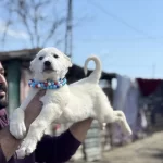 Kangal Ve Anadolu Çoban Akbaş