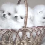 Pomeranian Boo Beyaz Köpekler