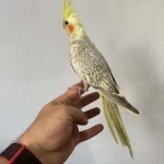 Yavru Sultan Papağanı