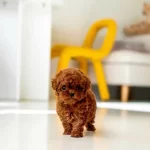 Orjinal Toy Poodle Yavruları