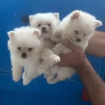 Pomeranian Spitz Yavrular İrk Sağlık Garantili