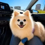 11 Aylık Dişi Pomeranian