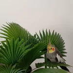 2 Aylık Şeker Gibi Sultan Papağanı Daha Bebek