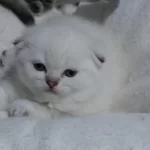 Birbirinde Sevimli Oyuncu Bebek Kediler