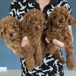 Renk Renk Orjinal Toy Poodle Yavrularımız Güncel