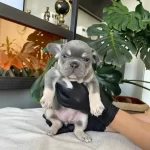 Rengarenk French Bulldog Yavrularim Egzotik