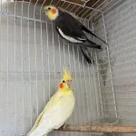 Grey Lutino Sultan Takım