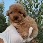 Toy Poodle Bebekleri