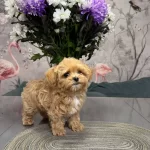 Kore Maltipoo Yavru Köpekler