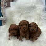 Ziyarete Açik Erkek Dişi Poodle Bebekler
