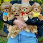 Sevimli Maltipoo Yavrulari