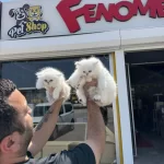 Kediciden Renk Renk British Shorthair Yavrulari Ankara