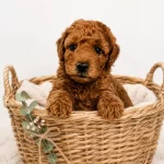 Zeka Küpü Sevgi Dolu Ve Çok Eğlenceli Poodle Yavrular