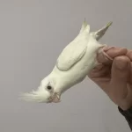 Cinnamon Albino Kırmızı Göz Sultan Papağanı