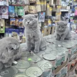 Dünya Tatlısı Çok Çok Özel Scottish Fold Bebekler