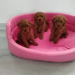 Ankaranın En Seçkin Toy Poodle Yavruları