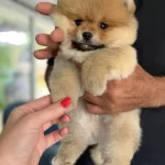 Portakal Gibi Pomeranian Boo Ayicik