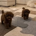 Orjinal Aşılı Toy Poodle Ev Üretimi