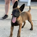 Belçika Malinois Yavrulari İstanbul