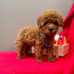Safkan Toy Poodle Yavrularımız