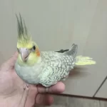 Her Renk Yavru Sultan Papağanı
