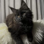 Özel Kalite Maine Coon Dişi