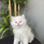 British Longhair Beyaz Yavrularim