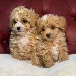 Yasal Ruhsatlı Çiftlikte Ziyarete Açık Maltipoo