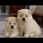 Çin Aslanı Yavru Köpekler