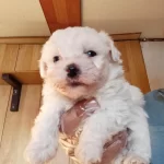 Maltese Terrier Bebekler
