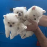 Pomeranian Yavrular İrk Sağlık Garantili