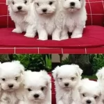 A Kalite Maltese Bebeklerimiz