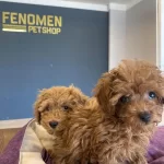 Türkiyenin En Güzel Toy Poodle Yavrulari