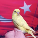 Sağlıklı Yavru Veya Damızlık Muhabbet Kuşlar