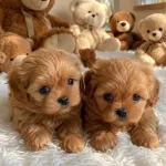 Wc Eğitimli Aşılı Karneli Maltipoo Yavrularımız
