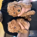 Sağlıklı Poodle Bebeklerim