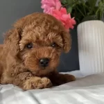 Kore Kan Red Toy Poodle Yavrularim