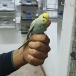 Yeni Yeme Düşmüş Muhabbet Kuşu Yavrular