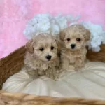 İrk Garantili Maltipoo Yavrulari