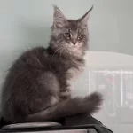 Show Kalite Maine Coon Yavrularımızı Canlı Görün
