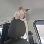 Ücretsiz Dişi Sphynx