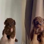 Orjinal Teacüp Toy Poodle